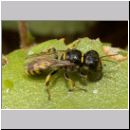 Crossocerus quadrimaculatus - Grabwespe w02 8mm.jpg